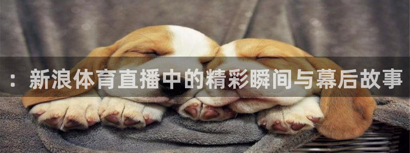 绿茵直播足球免费直播：：新浪体育直播中的精彩瞬间与幕后故事